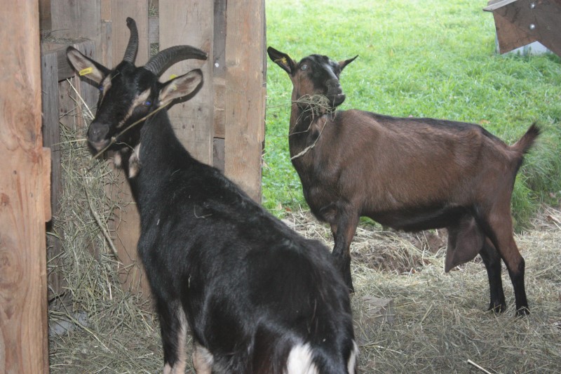 How Much Space Do Goats Need? Goat Journal